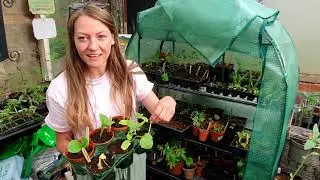 The Growers Diaries: On Film - Danni Gallacher, Organic permaculture allotment [Season 1, May]