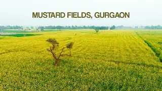 Mustard Fields Near Gurgaon in 4K | Scenic Aerial Drive from Haryana to Rajasthan
