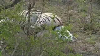 Zebra giving birth, caught on camera