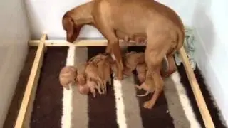 Vizsla puppies 7 days old