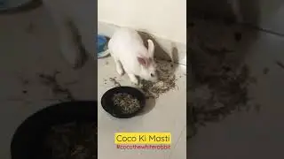 Coco Ki Masti #cocokimasti #masti #coco