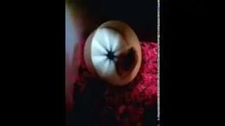 2nd DIY toy for my hammies.. safer flying saucer concept