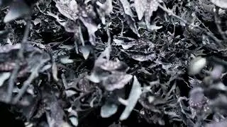 SCALER - Ravine (Official Visualiser)