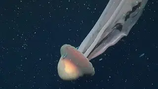 See jellyfish size of a 'school bus' glide through deep sea