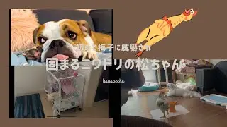 はじめて梅子に威嚇され固まるヒヨコをご覧ください