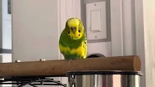 Lonely Charlie chripping along😘#birds#parrot#cute#pets#memes#animals##shorts#yt#ytindia#tiktokindia