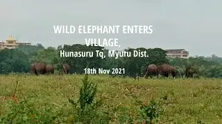 WILD ELEPHANT ENTERS VILLAGE 18th Nov 2021