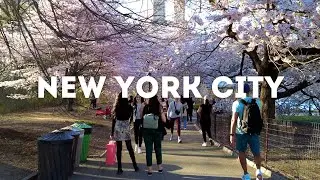 Central Park cherry blossoms in PEAK BLOOM 🌸 | Manhattan walking tour | Walk With Lee