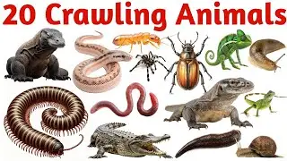 रेंगने वाले जानवर सीखें बच्चों के लिए | Learn 20 Crawling Animal Names for Kids with Pictures