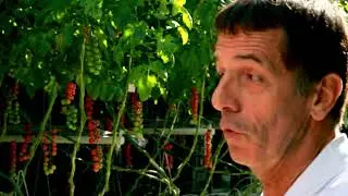 La Production de Tomates Cerises de nos r&eacute;gions