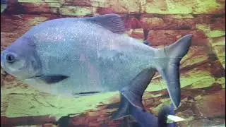 'KSR Global Aquarium'  सिंधुदुर्ग जिल्ह्यातील सावंतवाडीजवळ माशांचा थीम पार्क. नक्की पहा.
