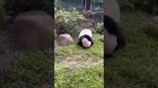 Funny Panda Compilation🐼🐼🐼; パンダのおもろい失敗集; 熊猫的失败集锦 18 #短视频  #shorts #ショーツ