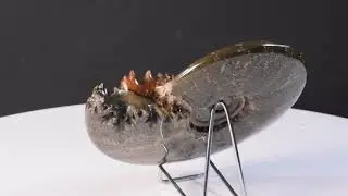 Cleoniceras Ammonite Ref 9136