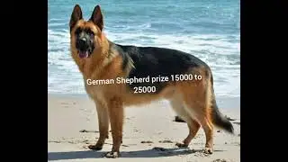 DOG Price IN 2021 IN NEPAL