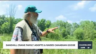 Sandhill cranes adopt Canada Goose in rare wildlife phenomenon
