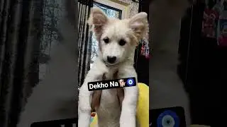 dekho na#dog #pets #funny #cute #viral #ytshorts