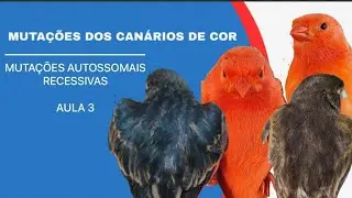AULA 3: MUTAÇÕES AUTOSSOMAIS RECESSIVAS 