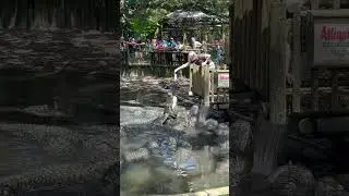 Alligator Farm in St Augustine Florida #alligatorfarm #alligator #birds
