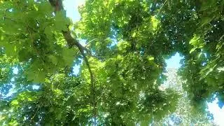 Illinois Cicadas video (34)