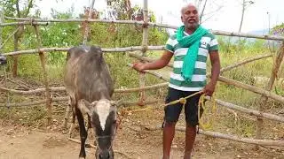 கால்நடைவளர்ப்பு - பாகம் -1