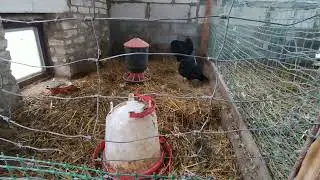 Nowy Nabytek w Hodowli: Aracuana bezogoniasta kura i kogut (kolor czarny)