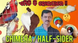 Odisha Bird Market || Bhubaneswar Bird Market ||Half Sider Birds || Chimera Birds