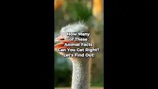 Test Your Knowledge: Fascinating Ostrich Trivia Quiz!