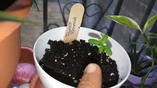 eBay Mystery Seeds