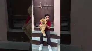 Ai vs real animals