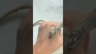 Locust, &ldquo;Help, I can&rsquo;t get up&rdquo;.