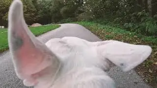 Walkabout with Nikita The Bullterrier - GoPro HERO 10 4K