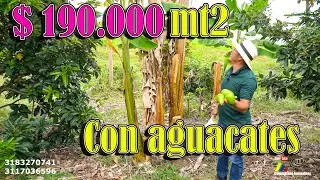 🥑🍌Tierras productivas | Últimos lotes campestres maravillosa vista y excelente seguridad 📲3117036596