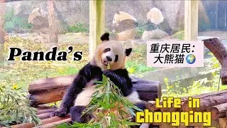 Explore Adorable Pandas&rsquo; Life in Chongqing 🐼 探索重庆动物园可爱的熊猫们