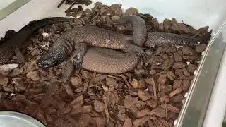 Heloderma Alvarezi fornicating