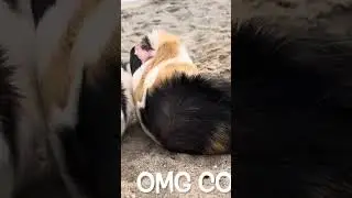 #two #abyssinian #guineapigs #chillout at #the #beach #coronadoisland #tricolor #brown #and #white