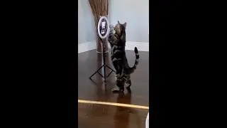 My Cat is Making His Own Videos..