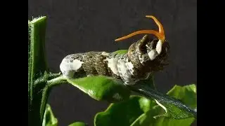 MELHORES DISFARCES MUNDO ANIMAL VOCE J&Aacute; VIU ESTE BICHO ANTES? - Frutiferas em vaso