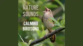 Calming Birdsong