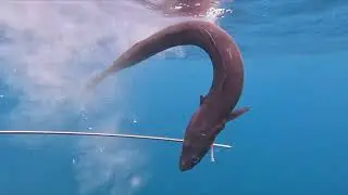 Safio (Conger eel) Madeira Pesca sub / Spearfishing 02-2024