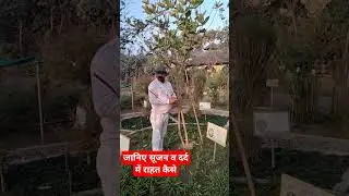 स्वेत अर्क/मंदार #ark #mandar #information #painrelief