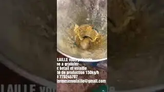 MACHINE A GRANULER PRODUCTEUR D'ALIMENT B&Eacute;TAIL ET VOLAILLE