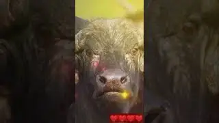 Mysoorian buffallloooos