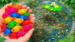 Amazing Catch Aquarium Fish In Easter Colorful Eggs, gold fish, Eel, Koi fish, Turtle