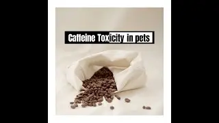 CAFFEINE TOXICITY IN PETS | BLUE OASIS VETERINARY CLINIC