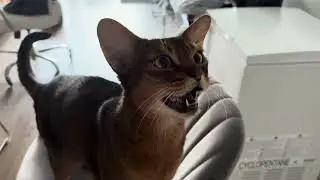 Cute Abyssinian cat meows like an owl