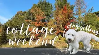 ep 16. Visiting Creemore, Dog Sitting & Cozy Autumn Cottage Days ✧ Cozy Silent Vlog