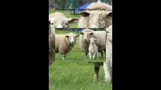 Mitos vs Fakta|seputar hewan domba