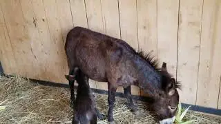 Baby Donkey's first steps are strait to #mother !! #cute #donkey #pets #animals #farming #fun #baby