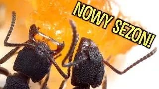MRÓWKI PO ZIMOWANIU! 🐜🪳 Messor, Camponotus, Rhytidoponera