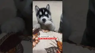 Cutest Husky puppy cheeni ke puppy #dog #husky #trendingsong #shorts #chor